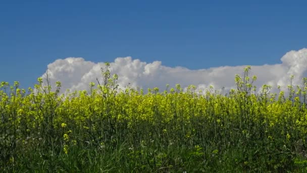 Mooie Verkrachting Bloemen Een Zonnige Dag Voorjaar — Stockvideo