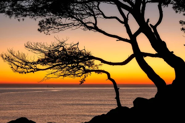 美丽的日出颜色在沿海在西班牙海岸布拉瓦与松树剪影 — 图库照片
