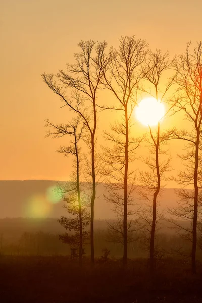 Krásný Západ Slunce Světlo Stromy Silueta — Stock fotografie