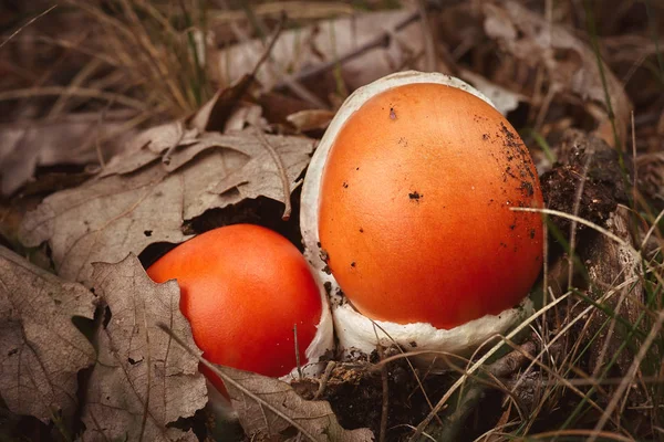 Close Red Caesar Mushroom Autumn Forest — Stock Photo, Image