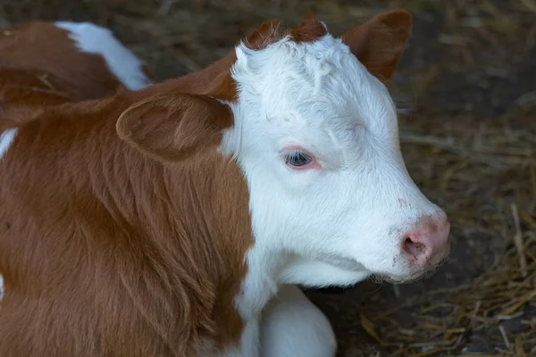 Close Hungarian Cow Breed Calf — Stock Photo, Image