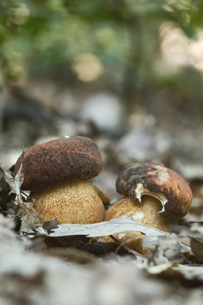 Close Cogumelos Porcini Comestíveis Boletus Edulis Floresta — Fotografia de Stock