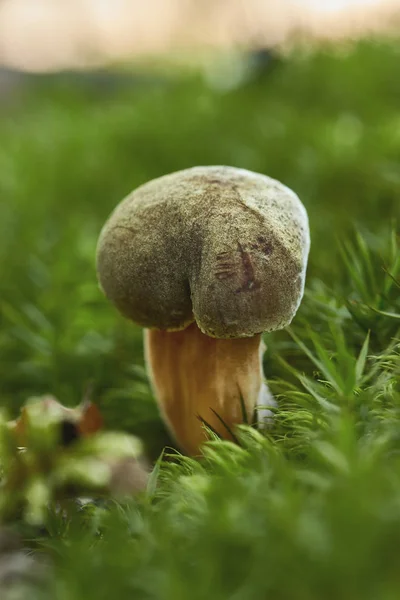 Close Edible Suillus Collinitus Mushroom Forest — Stock Photo, Image