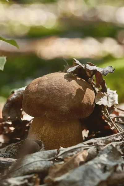 Primer Plano Del Hongo Porcini Comestible Boletus Edulis Bosque — Foto de Stock