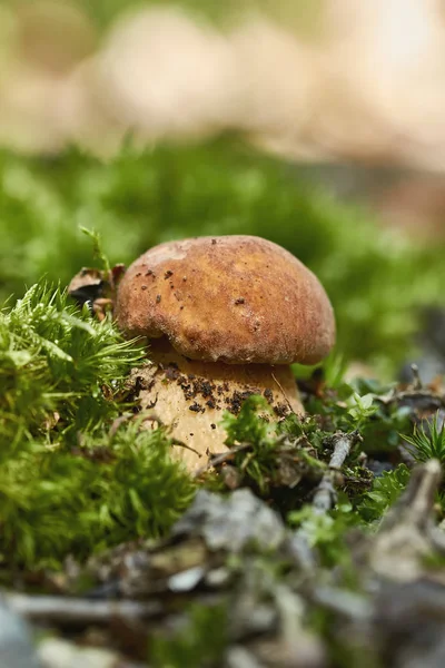 Close Edible Porcini Mushroom Boletus Edulis Forest — Stock Photo, Image