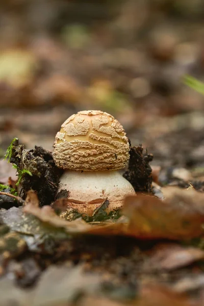 Close Blusher Mushroom Forest — Stock Photo, Image