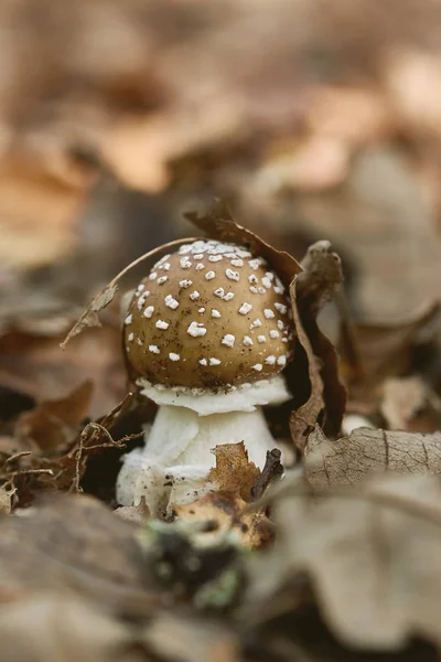 Zbliżenie Panther Wpr Amanita Może Być Grzybów Lesie — Zdjęcie stockowe