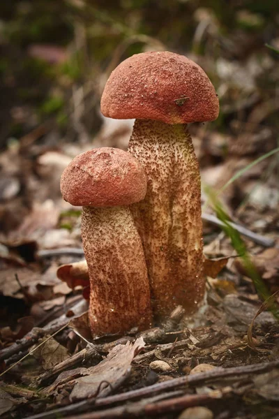 Close Edible Red Capped Scaber Stalk Leccinum Aurantiacum Mushroom Forest — Stock Photo, Image