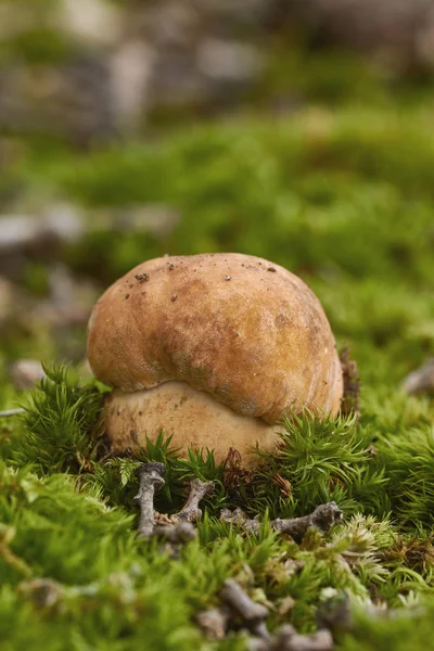 Zbliżenie Jadalne Borowiki Boletus Edulis Lesie — Zdjęcie stockowe