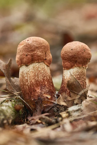 Close up of edible red-capped scaber stalk (Leccinum aurantiacum) mushroom on the forest — Stock Image Close Edible Red Capped Scaber Stalk Leccinum Aurantiacum Mushroom Forest Royalty Free Stock Photos
