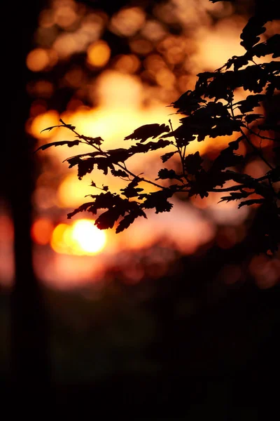 Prachtige Zonsondergang Licht Het Eikenbos — Stockfoto
