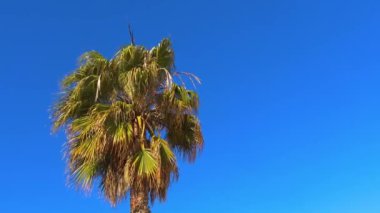 Mavi gökyüzü, İspanyol Costa Brava ile günbatımı ışığı güneşli bir günde rüzgarda güzel palmiye ağacı