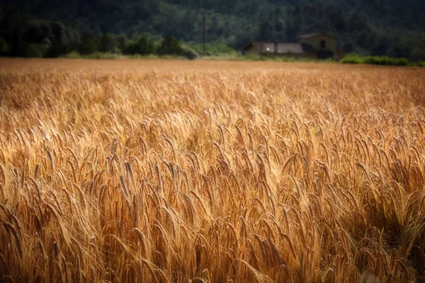 Campo Cereales Maduro Verano Aleta — Foto de Stock