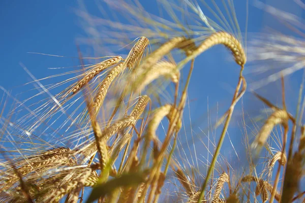 フィン夏に成熟した穀物のフィールド — ストック写真