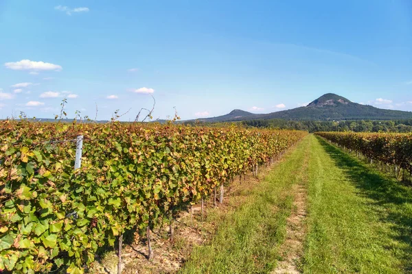 Hungarian Grape Landscape Autumn Time Lake Balaton Hungary — Stock Photo, Image