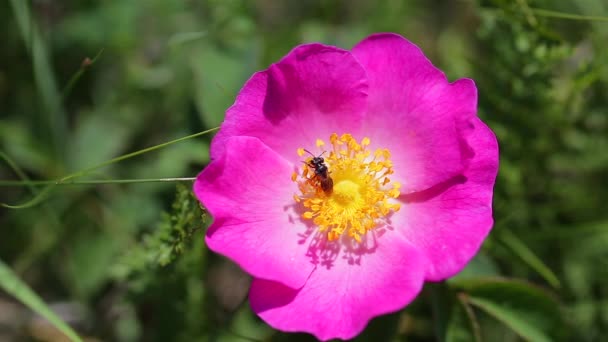 Dog Rose Μπους Στον Άνεμο — Αρχείο Βίντεο