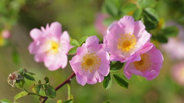 Dog Rose Bush Wind — Stock Video