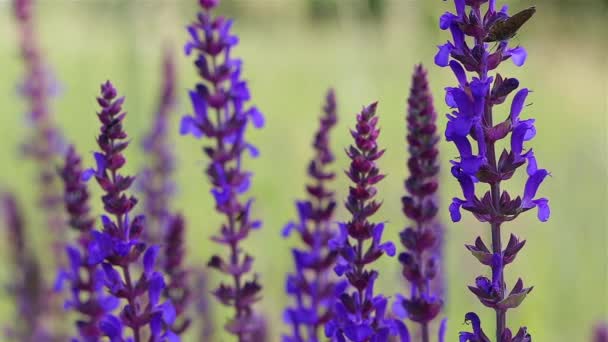 Meadow Clary Viento Prado Primavera — Vídeos de Stock