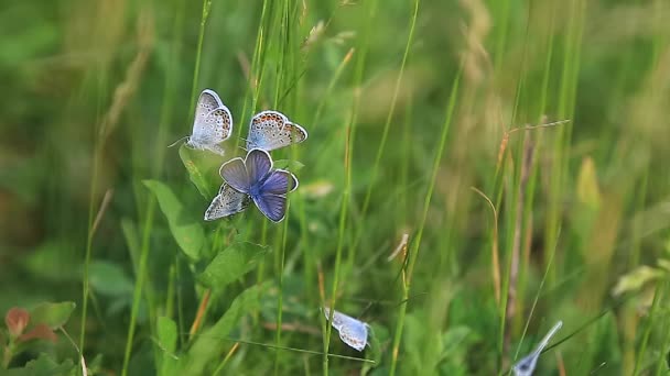 Gros Plan Beau Papillon Sur Herbe Bleu Commun Polyommatus Icarus — Video