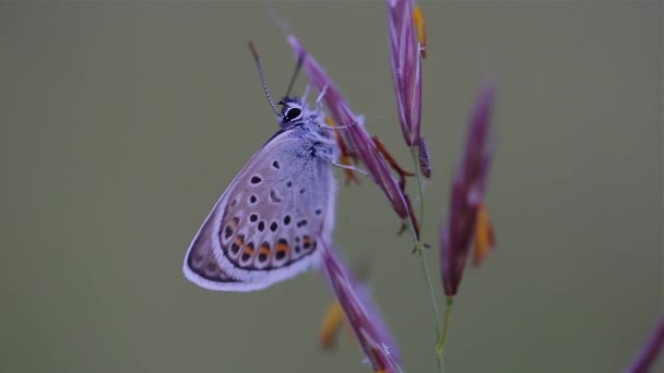 Nahaufnahme Eines Schönen Schmetterlings Auf Dem Gras Gemein Blau Polyommatus — Stockvideo