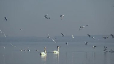 Bir Macar Balaton Gölü mesire Kestel şehrin içinde su üzerinde uçan birçok martılar