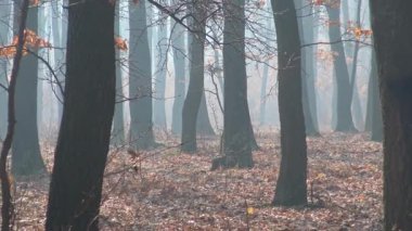 Bir sonbahar günü Macaristan'da sisli meşe ormanından