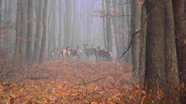Őszi Tölgy Erdő Egy Ködös Nap Vörös Szarvas — Stock videók