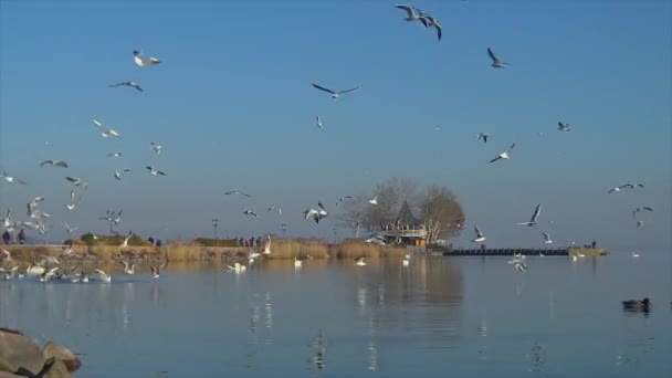viele Möwen fliegen über das Wasser in einem ungarischen See Balaton in Promenade der Stadt keszthely