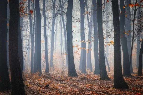 Silnice v oak forest v podzimním čase v mlžný den — Stock fotografie