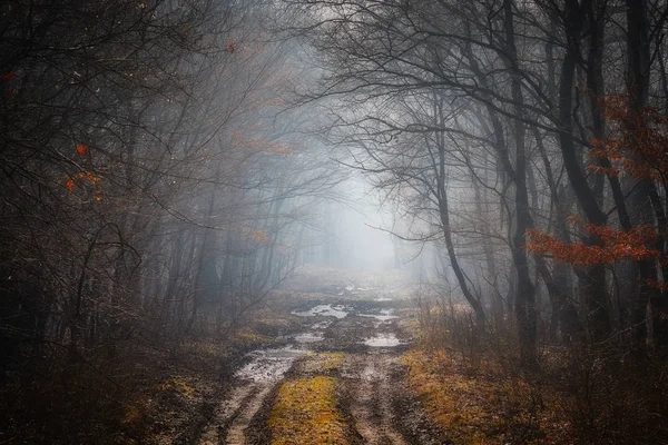 Road in a oak forest in autumn time in a foggy day — Stock Photo, Image