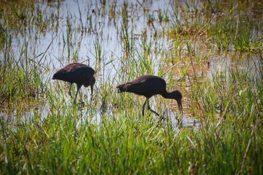 Two glossy ibis on the wetland in Spanish a national park in Catalonia clipart