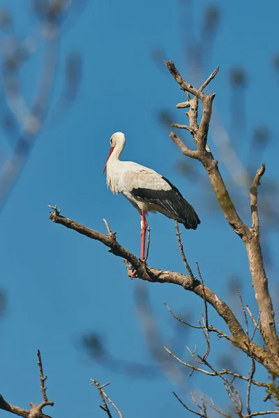 Vit stork stående på trädet på våren — Stockfoto