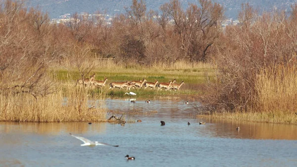 Grupo de cervos em pousio em um parque nacional no lago na primavera — Fotografia de Stock