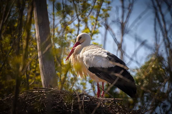 White stork sitting on the nest on the tree at springtime — Stock Photo, Image