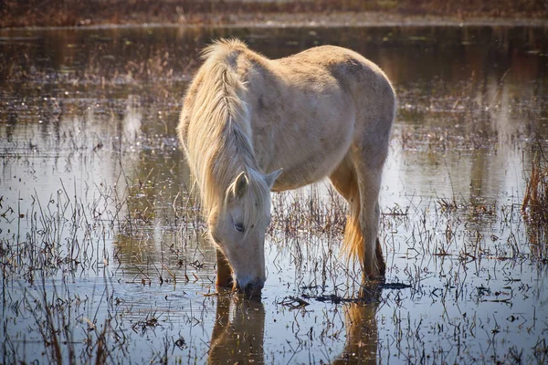 Белая лошадь на водно-болотных угодьях в национальном парке Испании ) — стоковое фото