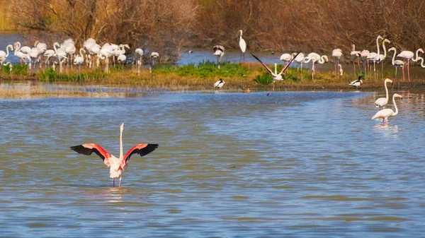 Flamingó állomány egy spanyol nemzeti parkban Katalóniában (Aiguamolls de l Emporda) — Stock Fotó