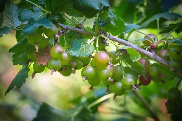 Frutta all'uva spina in estate in giardino — Foto Stock