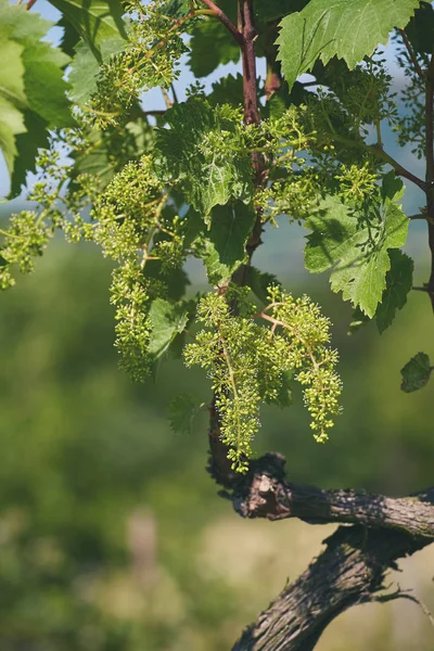 Winogron Riesling roślin wiosną w winnicy — Zdjęcie stockowe