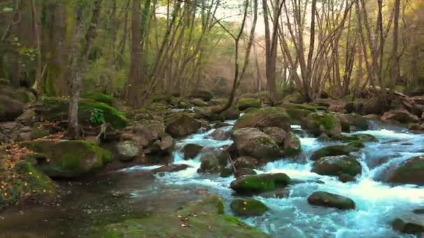 Schöne Kleine Bach Detail Wald Spanien Einem Bewölkten Tag — Stockvideo