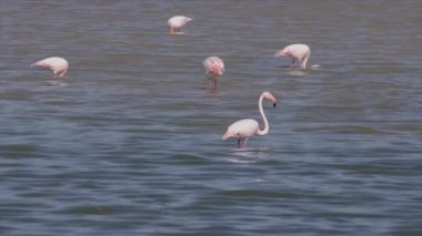 Bahar gölde üzerinde büyük flamingolar (Phoenicopterus çevresi)