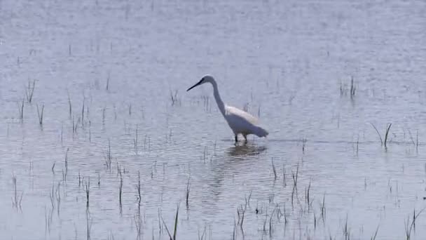 小白鹭 Egretta Garzetta 在湿地上寻找昆虫在阳光明媚的日子里吃 — 图库视频影像