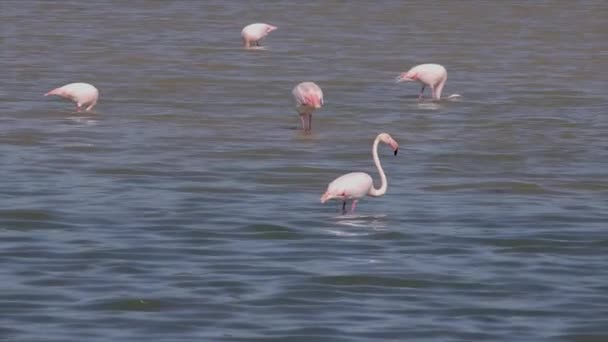 Grotere Flamingo Phoenicopterus Roseus Het Meer Lente — Stockvideo