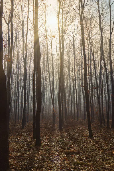 Giornata nebbiosa in una foresta di querce in autunno in Ungheria — Foto Stock