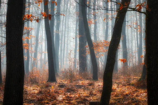 Ködös nap egy tölgyfaerdőben, őszi időszakban Magyarországon — Stock Fotó
