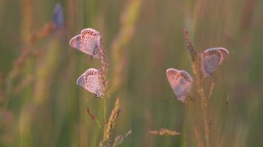Ortak mavi kelebekler (Polyommatus icarus) gün batımı ışığında çim üzerinde oturan