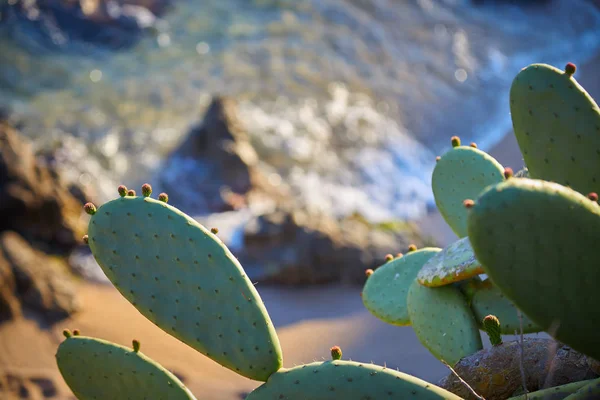 Green cactus plants in Spanish coastal in Costa Brava in spring — Stock Photo, Image