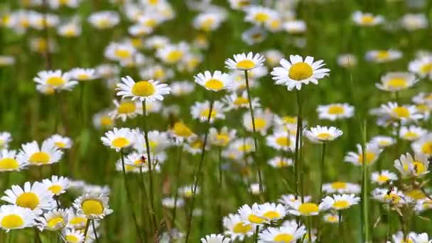Schöne Wildblumen Auf Der Wiese Frühling Anthemis Ruthenica — Stockvideo