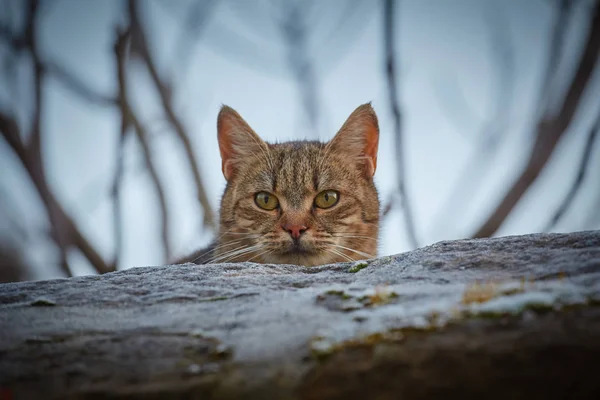 潜伏在石头后面的塔比猫 — 图库照片