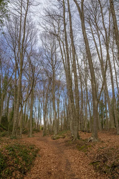 Famous beech forest in Spain, near the village Otot, near the volcanoes ambient La Fageda — Stock Photo, Image