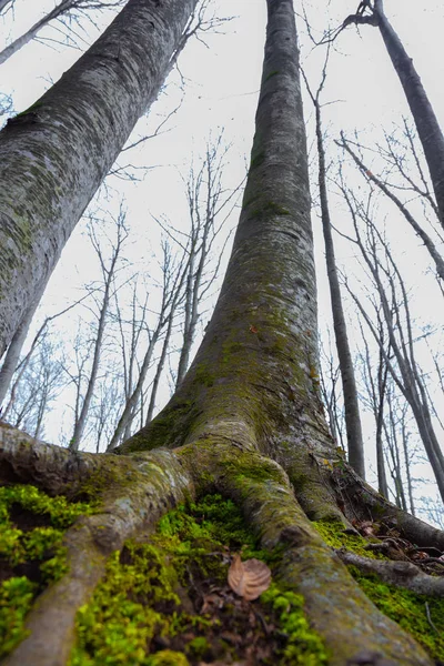 Floresta de faia famosa em Espanha, perto da aldeia de Otot, perto do ambiente vulcões La Fageda — Fotografia de Stock